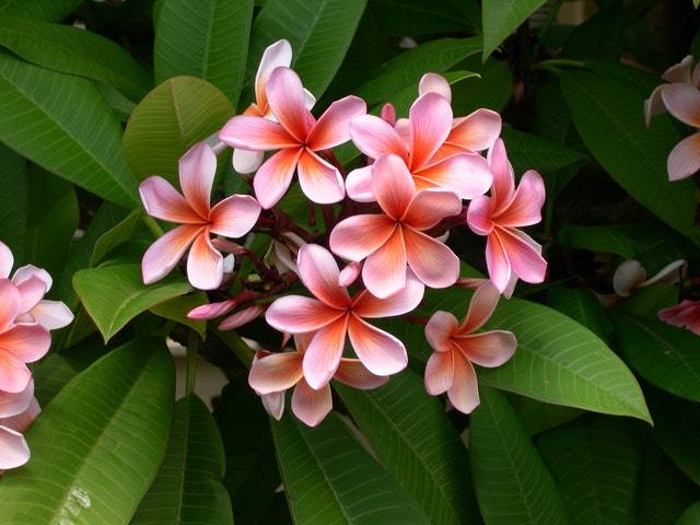 how to grow plumeria from cuttings