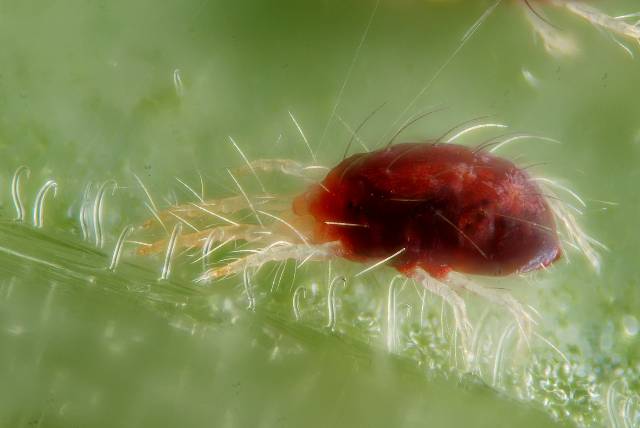 plumeria spider mites