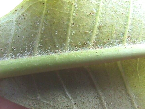 spider mites on plumeria leaf