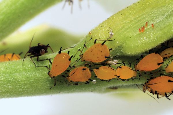 plumeria aphids