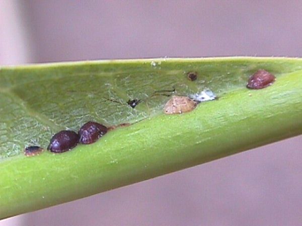 plumeria scale insects