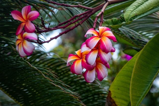 How Fast do Plumeria Grow? All You Need to Know