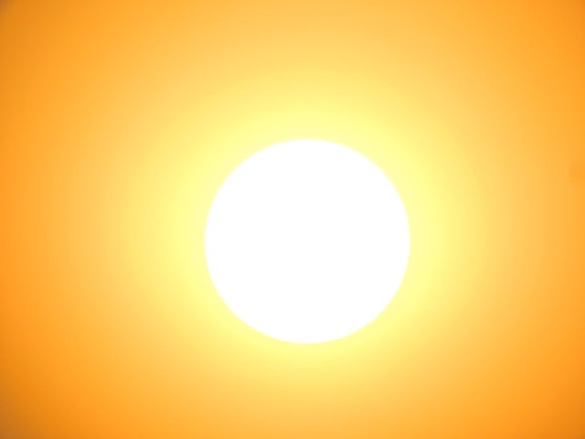 plumeria sunburn
